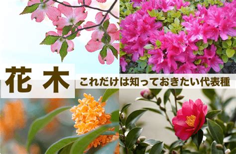 花木|花木（かぼく）の種類と名前。開花時期や香りと特徴・86種一覧